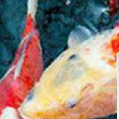 Marine Aquarium Hydrometer - جهاز قياس الملوحة لمياه البحر في