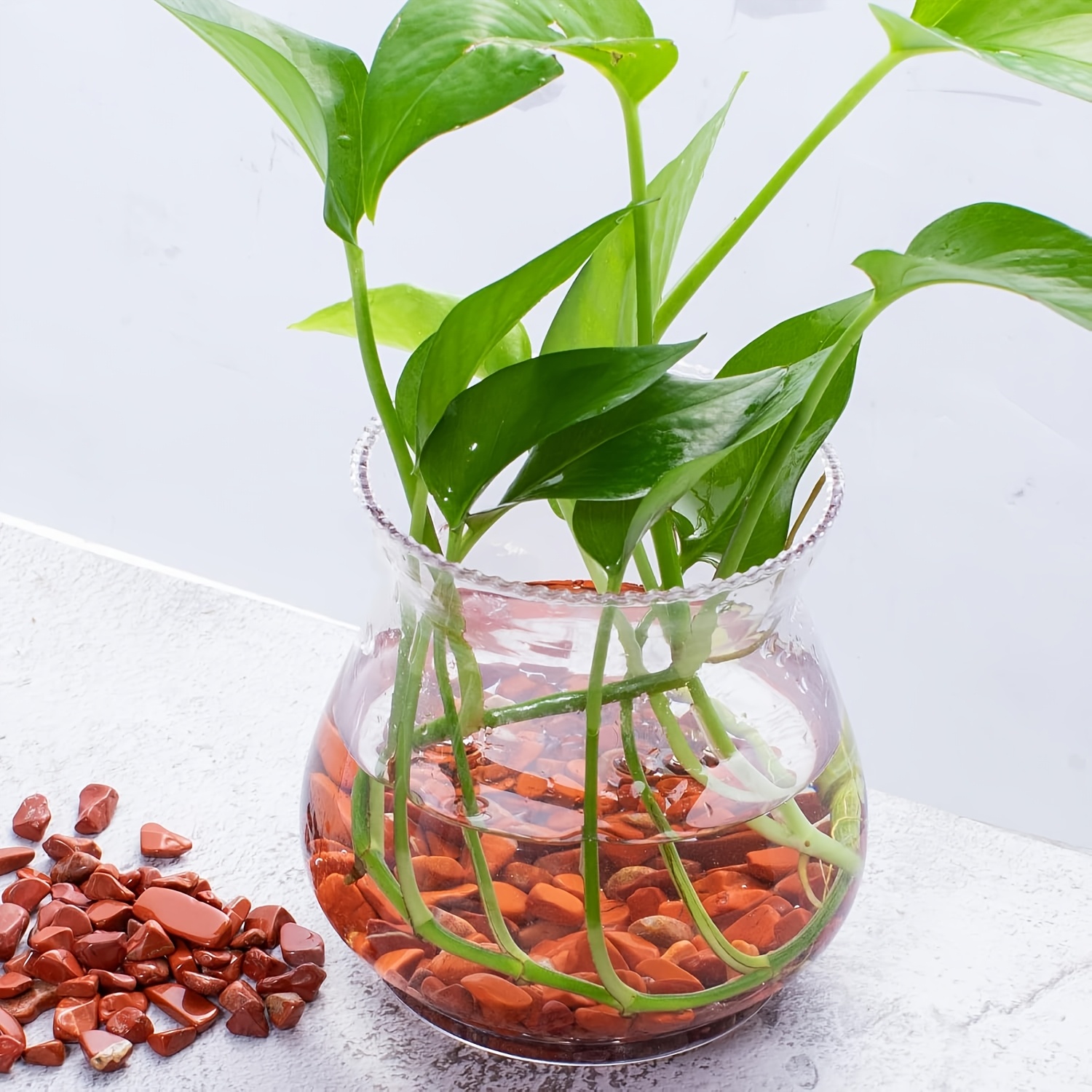 حجر جاسبر أحمر هبط - شظايا كوا - مراجعة Aquarium Marine Stone وسعره