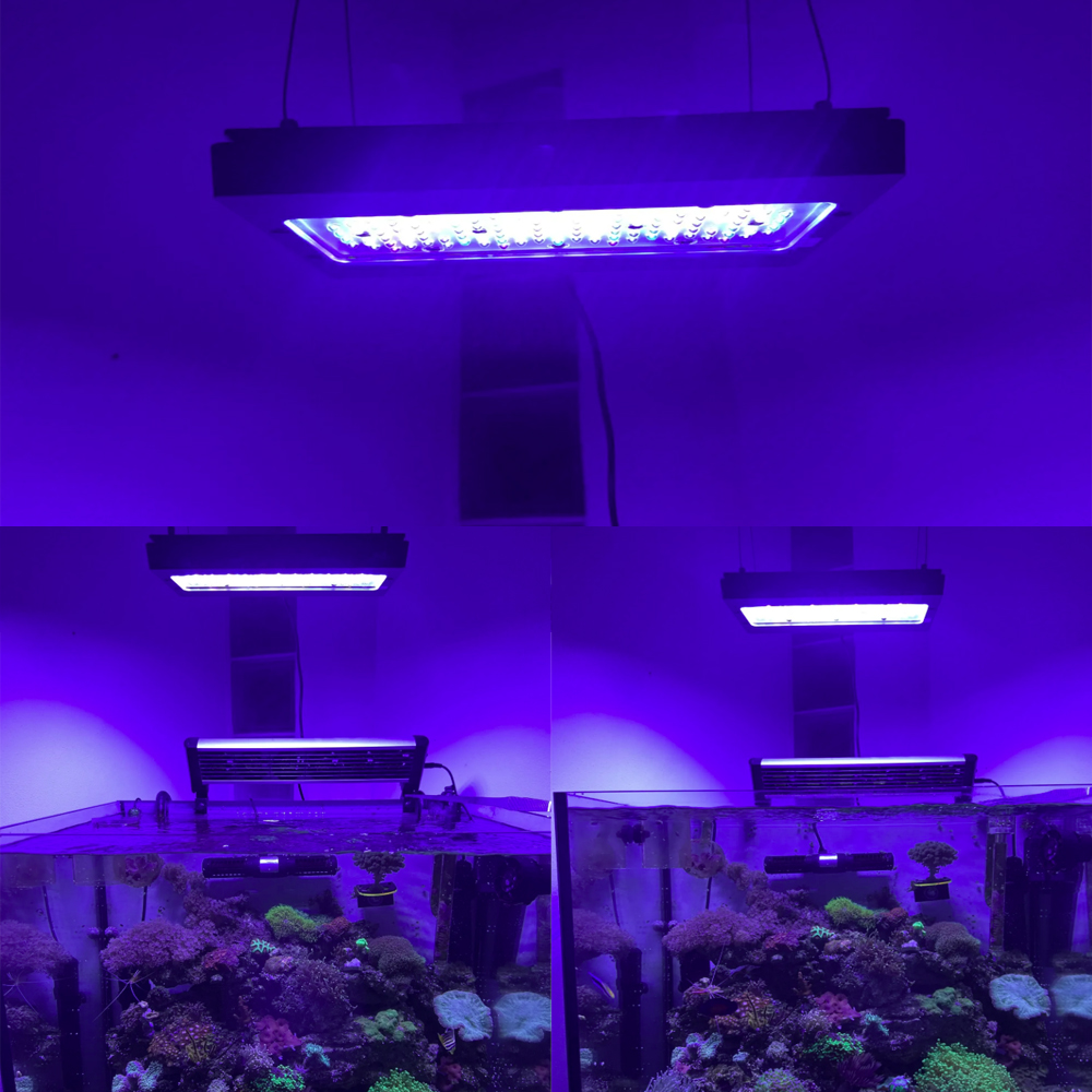إضاءة LED لحوض الأسماك البحرية - مراجعة Aquarium Blue Marine وسعره