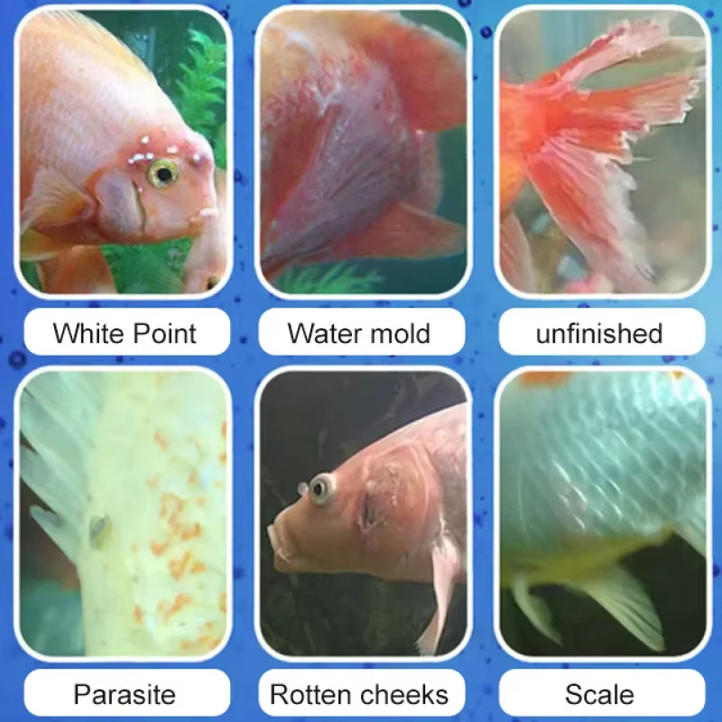 علاج أمراض السمك من سيكيزان وا - مراجعة Marine Aquarium Bacteria وسعره