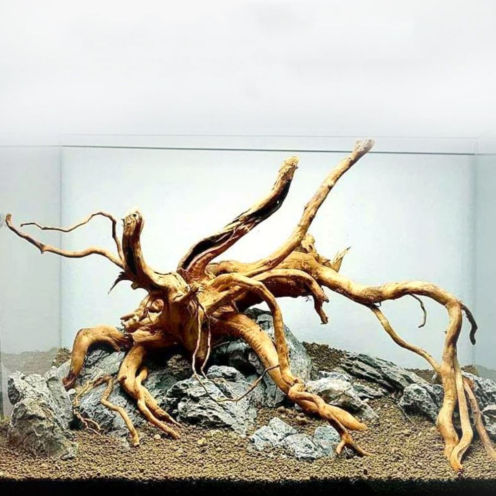 شجرة طبيعية جذع حوض السمك الدي - مراجعة Marine Aquarium Hobby وسعره