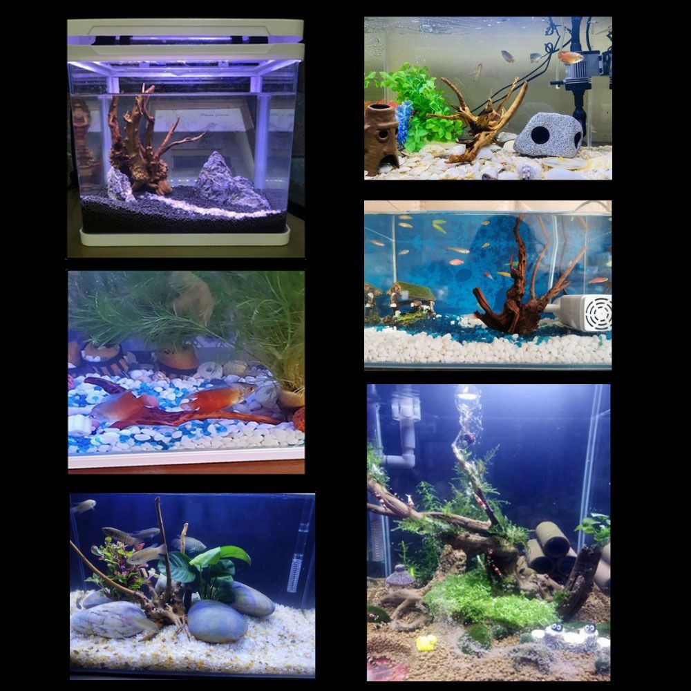 شجرة طبيعية جذع حوض السمك الدي - مراجعة Marine Aquarium Hobby وسعره